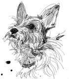 Riley|Pet Drawing by Alvar Sirlin