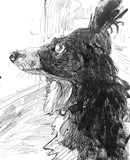 Ajax - Pet Drawing by Alvar Sirlin