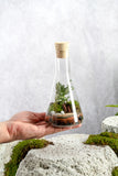 Flask Terrarium