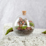 Mini Galaxy Terrarium