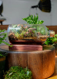 Small Bottle Terrarium