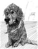Retriever Postcard