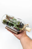 Small Bottle Terrarium