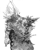 Rover - Pet Drawing by Alvar Sirlin