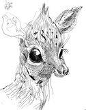 Dik Dik|Pet Drawing by Alvar Sirlin