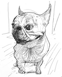Frenchie Postcard