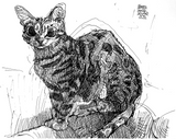 Noodle|Pet Drawing by Alvar Sirlin