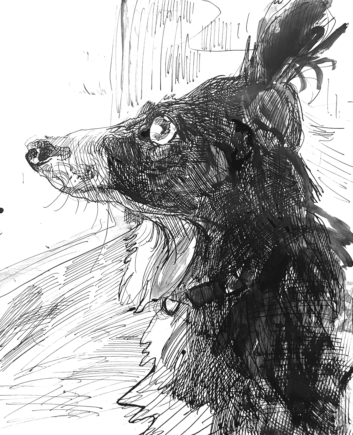 Ajax - Pet Drawing by Alvar Sirlin