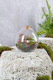 Mini Galaxy Terrarium