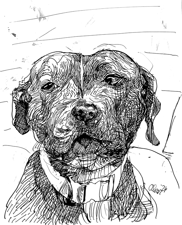 Winnie|Pet Drawing by Alvar Sirlin