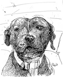 Winnie|Pet Drawing by Alvar Sirlin