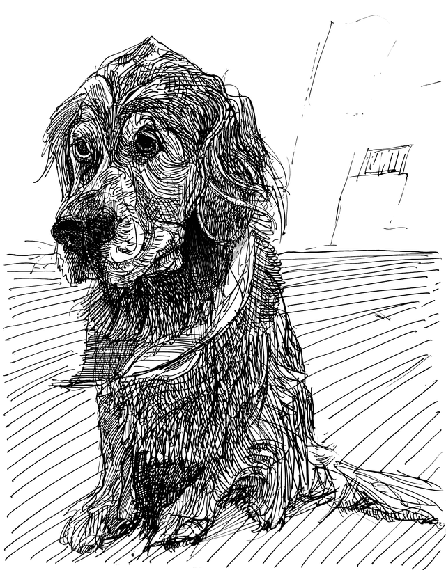 Retriever Postcard