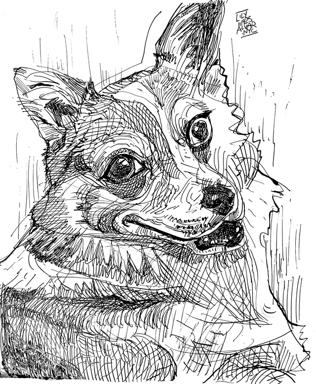 Lily|Pet Drawing by Alvar Sirlin