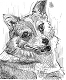 Lily|Pet Drawing by Alvar Sirlin