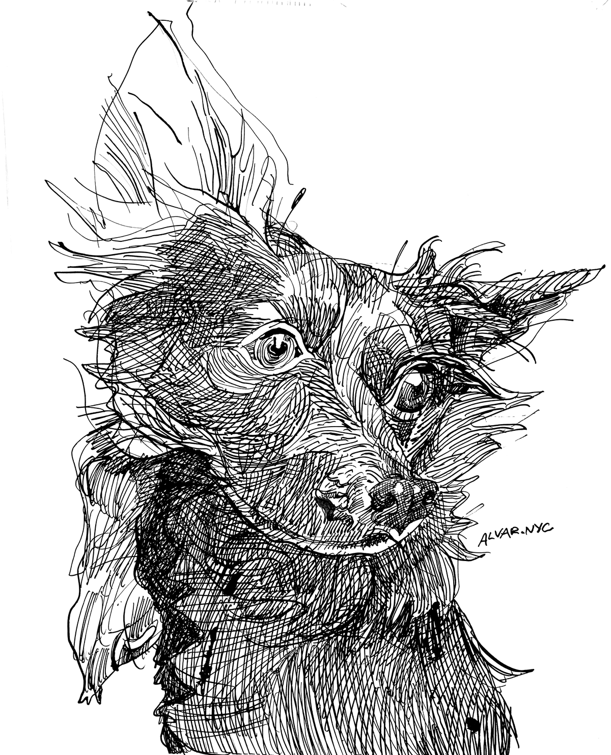 Rover - Pet Drawing by Alvar Sirlin