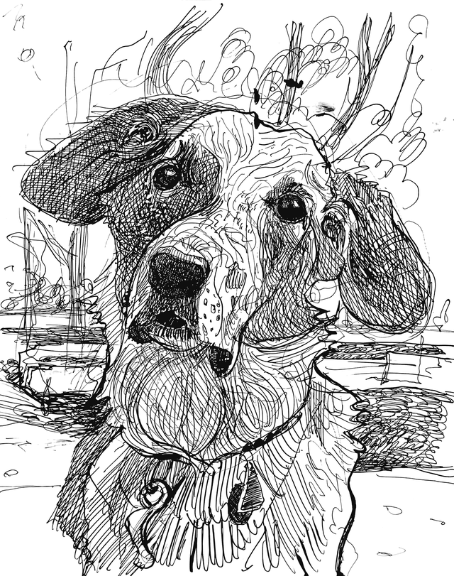 Franklin|Pet Drawing by Alvar Sirlin