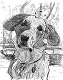 Franklin|Pet Drawing by Alvar Sirlin
