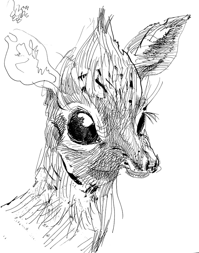 Dik Dik|Pet Drawing by Alvar Sirlin