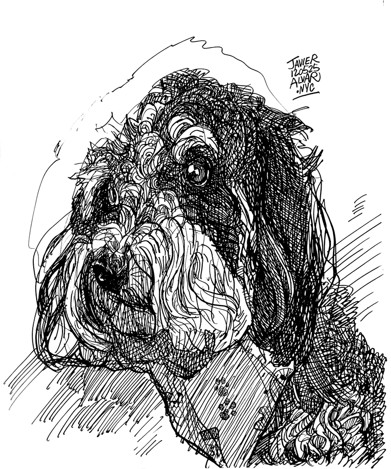 Poodle Postcard