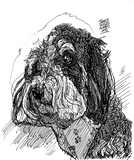 Poodle Postcard